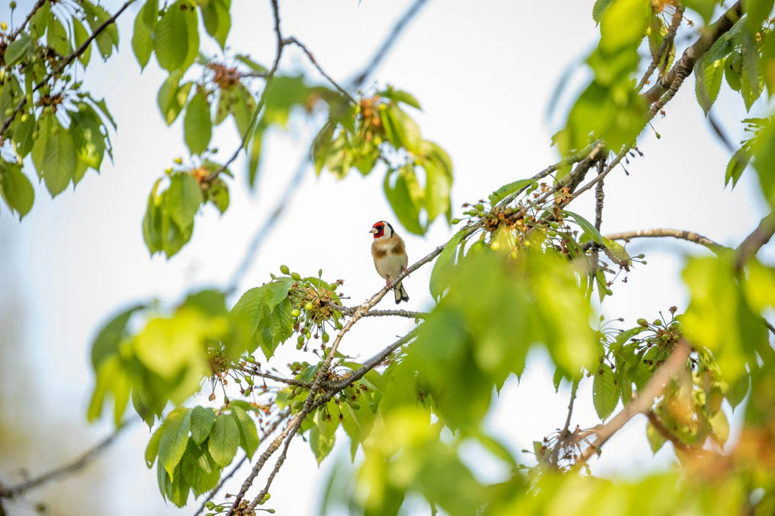 Observer les oiseaux du jardin sans les effrayer