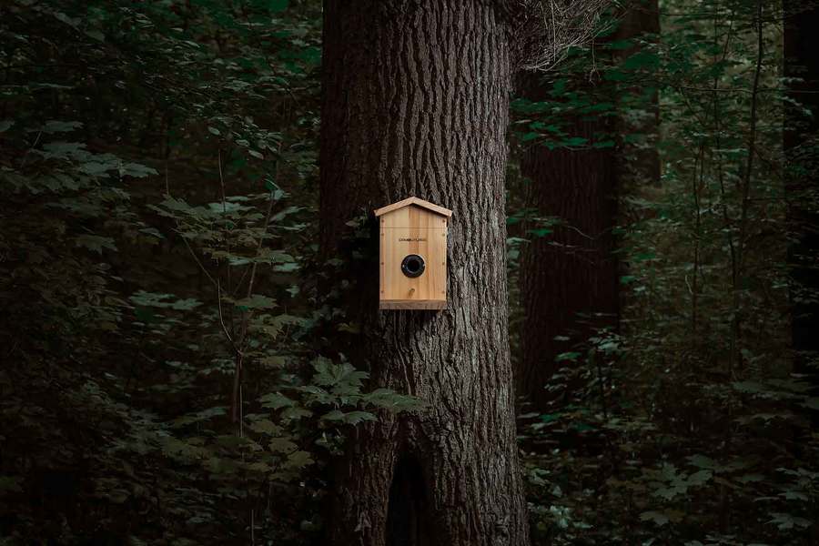 EZ-NestEye smart birdhouse with AI-powered species detection 