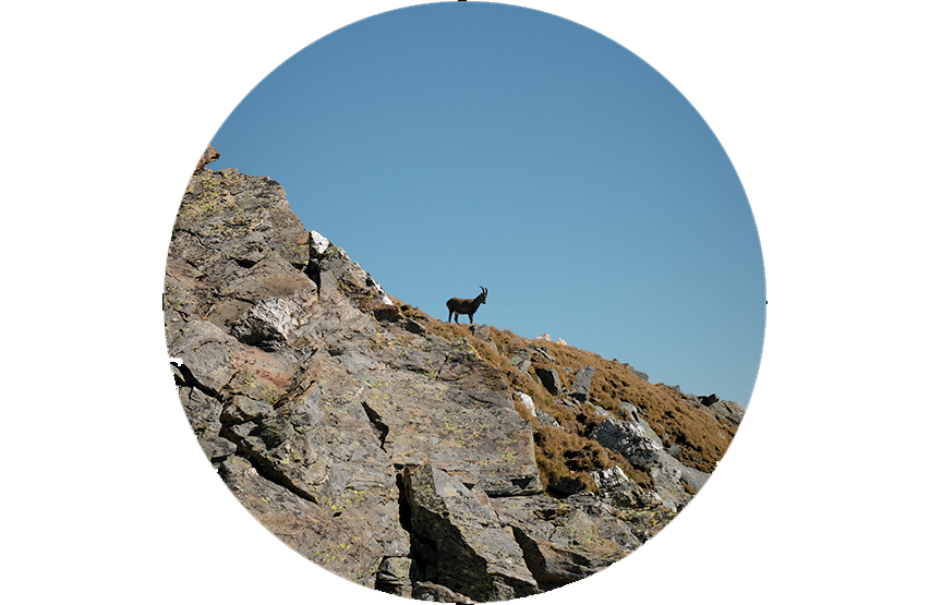 Steiner eRanger LRF 10x42 binoculars with integrated rangefinder 