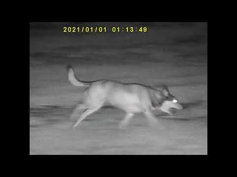 Monocular Bushnell de visão noturna Equinox X650 5X32 MM 