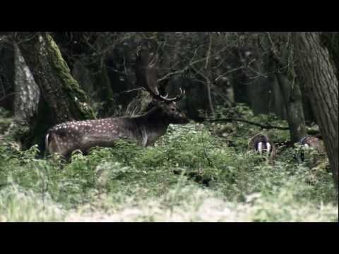 Zeiss Victory HT 10X54 kikkerter 