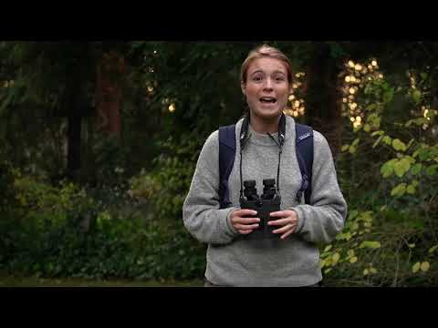 Jumelles Kite APC 16×42 stabilisées